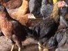 Persiapan dan Cara Ternak Ayam Kampung Rumahan Anti Ribet