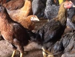 Persiapan dan Cara Ternak Ayam Kampung Rumahan Anti Ribet