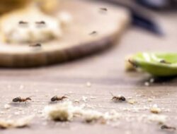 Cara Mengusir Semut di Meja Makan yang Sangat Efektif