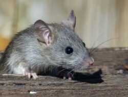 Cara Mengusir Tikus di Rumah dengan Suara paling Efektif